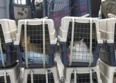 苏州宠物托运 上门接宠价格 需要多少钱