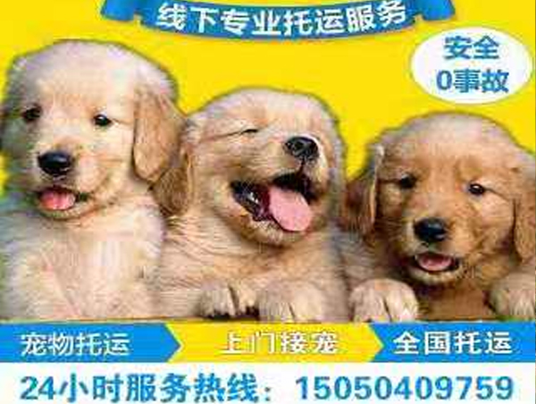 苏州宠物托运流程