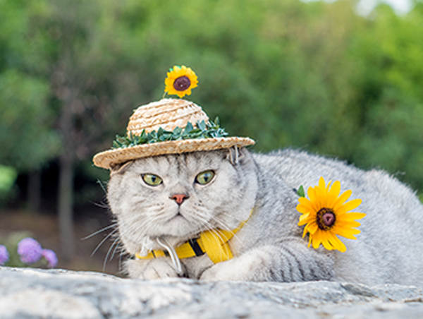 苏州宠物猫托运